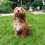 Profile Picture of George Baldwin-Adams (@george.thecockapoopup) on Instagram