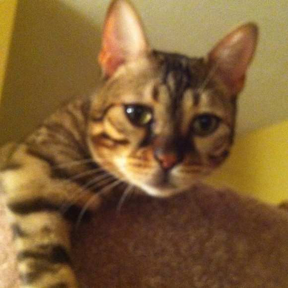 Profile Picture of Michelle Hitner (@chelle4686) on Poshmark