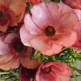 Profile Picture of Danielle Bleecker (@danielle3b) on Pinterest