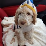 Profile Picture of Bertie (@adventuresofbertiebobs) on Instagram