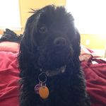 Profile Picture of Jessie Hackett (@keep_calm_n_love_jessie_dog) on Instagram