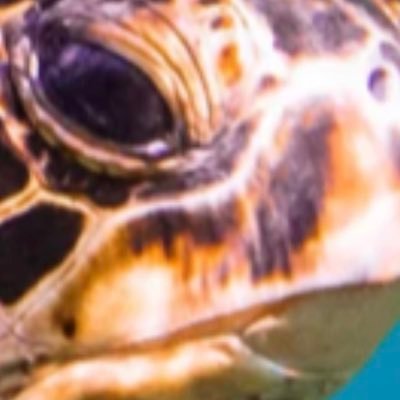 Profile Picture of Quentin Bell (@thecrazyturt) on Twitter