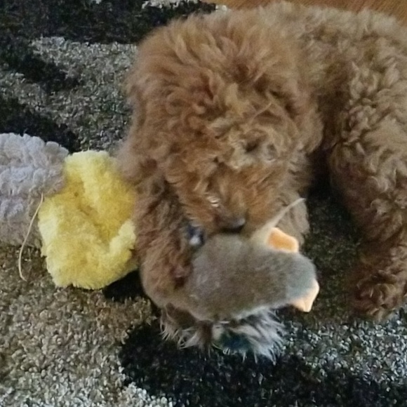 Profile Picture of Jennifer Fleure (@jfleure) on Poshmark