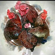 Profile Picture of Rafaqat Ali (@rafaqatali-r2c) on Youtube