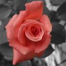 Profile Picture of Yolanda Dillon (@yolandadillon) on Pinterest