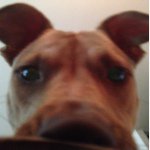 Profile Picture of Nathaniel Giles (@natethegreatchef) on Instagram