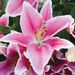 Profile Picture of Lillian Sutton (@lillsutt3044) on Pinterest