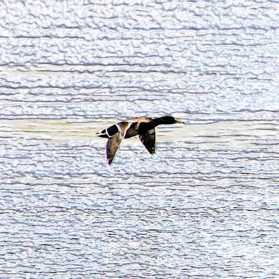 Profile Picture of Barbara Craven (@canadagoose4277) on Twitter