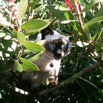 Profile Picture of Julia Serra (@juliaserra11) on Twitter