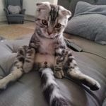 Profile Picture of Michael korb (@flea_bo) on Instagram