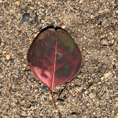 Profile Picture of Mitchell Gottlieb (@mitchelltweeter) on Twitter