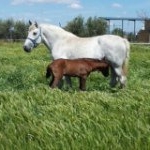 Profile Picture of Alvaro Romero Cañizares (@marquesderomero) on Instagram