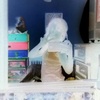 Profile Picture of Briana Irisson Frannoy (@@brianairissonfran) on Tiktok