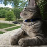 Profile Picture of Pamela Boucher (@pbbaboucher) on Instagram