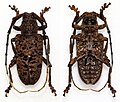 Profile Picture of Aristobia hispidaon Wikipedia