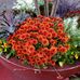 Profile Picture of Shuk Wong (@shuk.wong.773) on Facebook