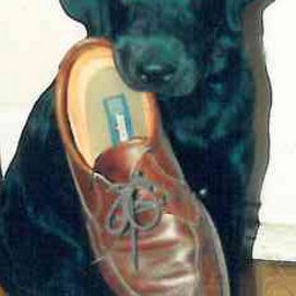 Profile Picture of Steve Vannoy (@wisterdog) on Twitter