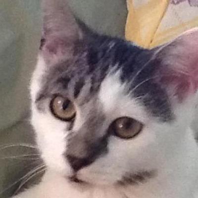 Profile Picture of Diana Kaiser (@phan92tom) on Twitter