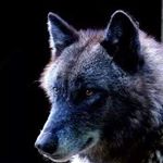 Danny Pelletier - Instagram Profile Picture of Danny Pelletier (@pelletierdanny) on Instagram