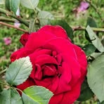 Profile Picture of Chacha Mwitha (@Chacha-Mwitha) on Facebook