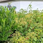 Profile Picture of Daniela Jenkins (@Daniela-Jenkins) on Facebook