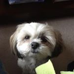 Profile Picture of Stacie Lambele (@slambele) on Instagram