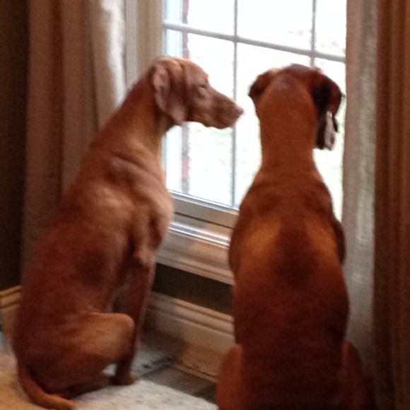 Profile Picture of Lisa Heckel (@comforthomes) on Poshmark