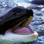 Profile Picture of Cameron Johnston (@_cameron.johnston) on Instagram