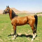 Profile Picture of Horse_Kord_Darehshuri (@horse_kord.darehshuri) on Instagram