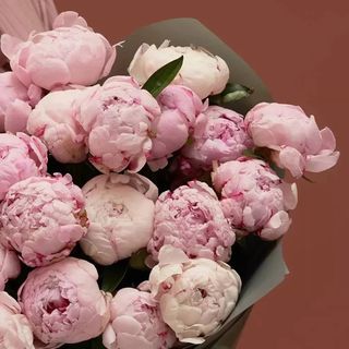 Profile Picture of 🌸Peony Society🌸 (@peony.society) on Instagram