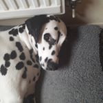 Profile Picture of sonny ray Frizzell (@sarahjfrizzell) on Instagram