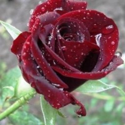Profile Picture of كَـظِـيْم ! (@BennieMoore4) on Twitter