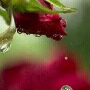 Profile Picture of ۝ ΞاستغفـراللهΞ ۝ ّ (@joellenwilson22) on Twitter