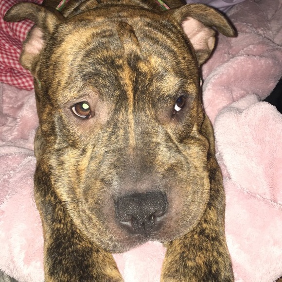 Profile Picture of Kora Saurer (@korasrayn) on Poshmark