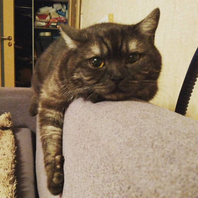 Profile Picture of Pavel Kuznetsov (@domov0y) on Twitter