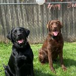 Profile Picture of Athena & Zeus Watson (@doggodsadventures) on Instagram
