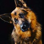 Profile Picture of Daniel sedlak (@danwien793) on Instagram