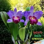 Profile Picture of Molina Begum (@Molina-Begum) on Facebook