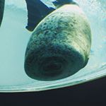 Profile Picture of Amelia Butcher (@amelia_butcher) on Instagram