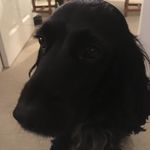 Profile Picture of Corry_sprocker_spaniel (@corry_cocker_spaniel) on Instagram