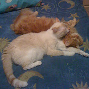 Profile Picture of Amanda Townsend (@amandatownsend7034) on Youtube