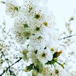 Profile Picture of Pauline Laurent (@pauline.laurent.777) on Instagram