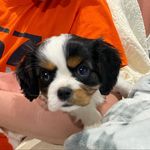 Profile Picture of Clark Gable Keithley (@clarkgablethecavalier) on Instagram