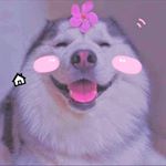 Profile Picture of 🌸 Nguyễn Hương Ly  🌸 (@lyly_order_quangchau) on Instagram