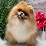 Profile Picture of Katarzyna Legawiec (@pomeranian_roninani) on Instagram