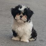 Profile Picture of Benjamin F. El Peppers (@benji_siegel_indastreets) on Instagram