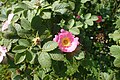 Rosa pulverulenta - Wikipedia Profile Picture of Rosa pulverulentaon Wikipedia