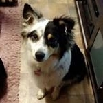 Profile Picture of Leonard Palumbo (@lionheart_au) on Instagram