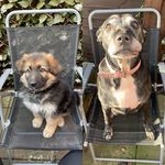 Profile Picture of Samantha Tofte (@sam.tofte) on Instagram