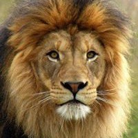 Profile Picture of Girish Shankar (@girish-shankar-6) on Quora